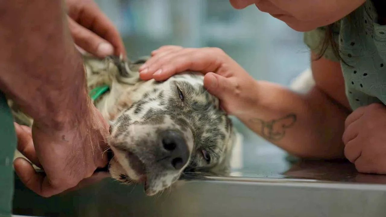 Altri animali: il documentario che racconta la vita dei veterinari Monica e Paolo