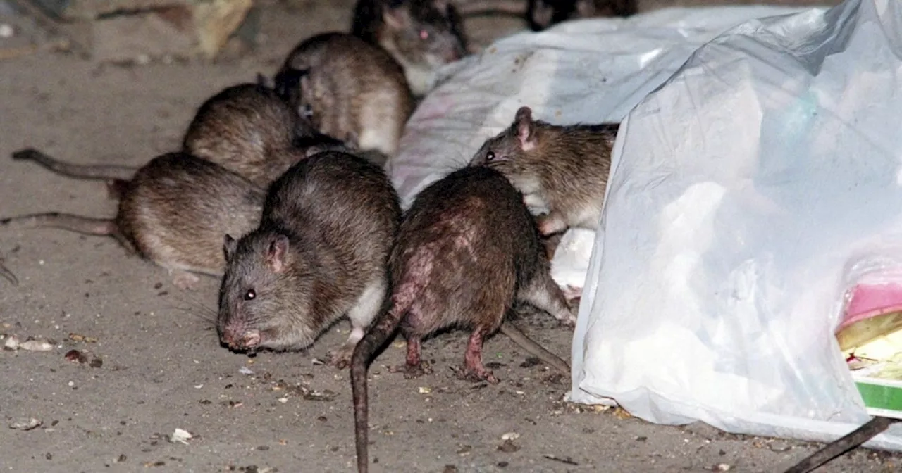 Toronto Rat Population Soars: Climate Change and Urbanization Fuel the Increase