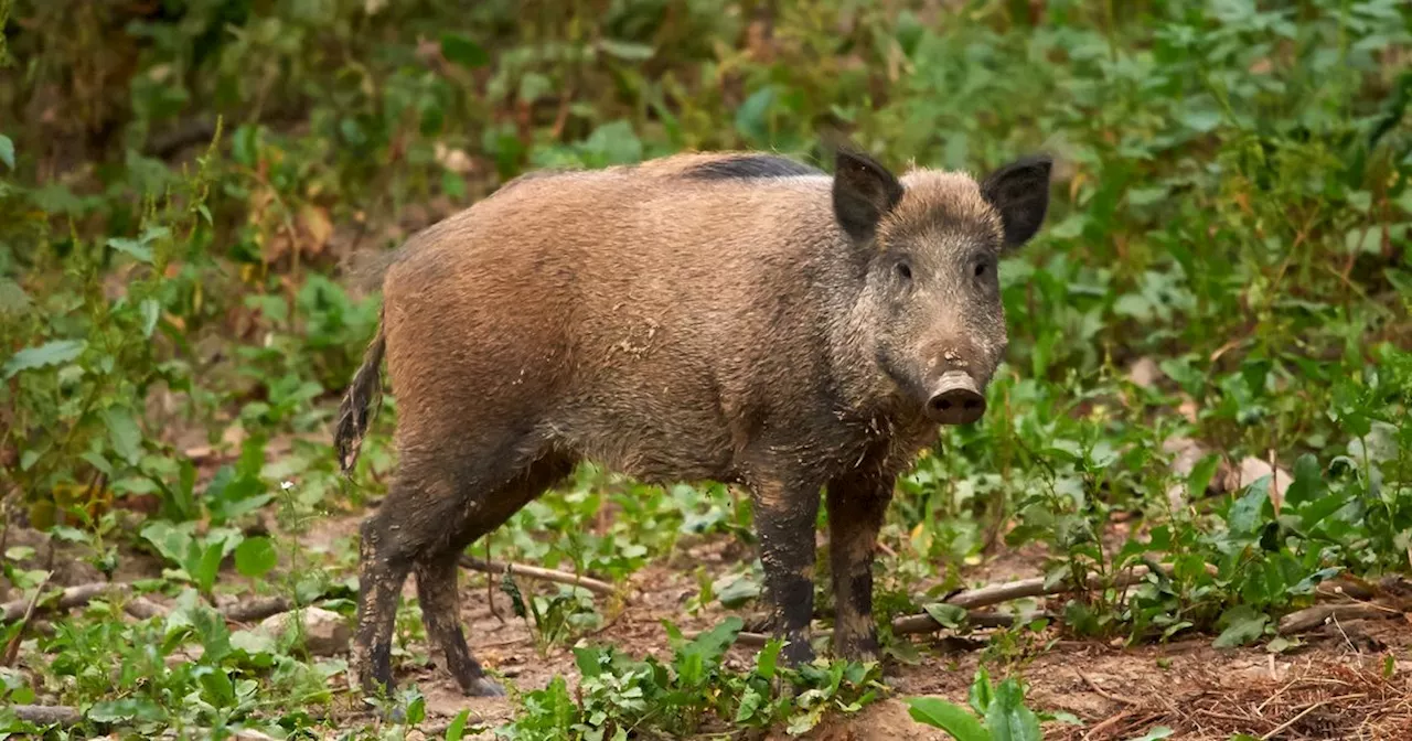 Feral pigs 'illegally released' in Cairngorms caught and killed