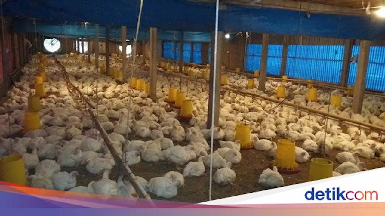 Peternak Ayam Mandiri Terdesak, Perusahaan Integrator Kuasai 80% Pasar