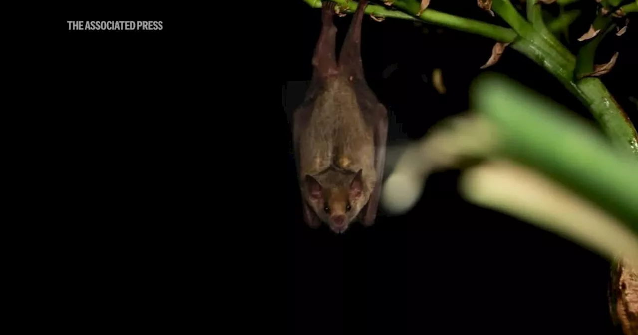 Mexican long-nosed bats are no strangers to southeastern Arizona. The proof is in the saliva