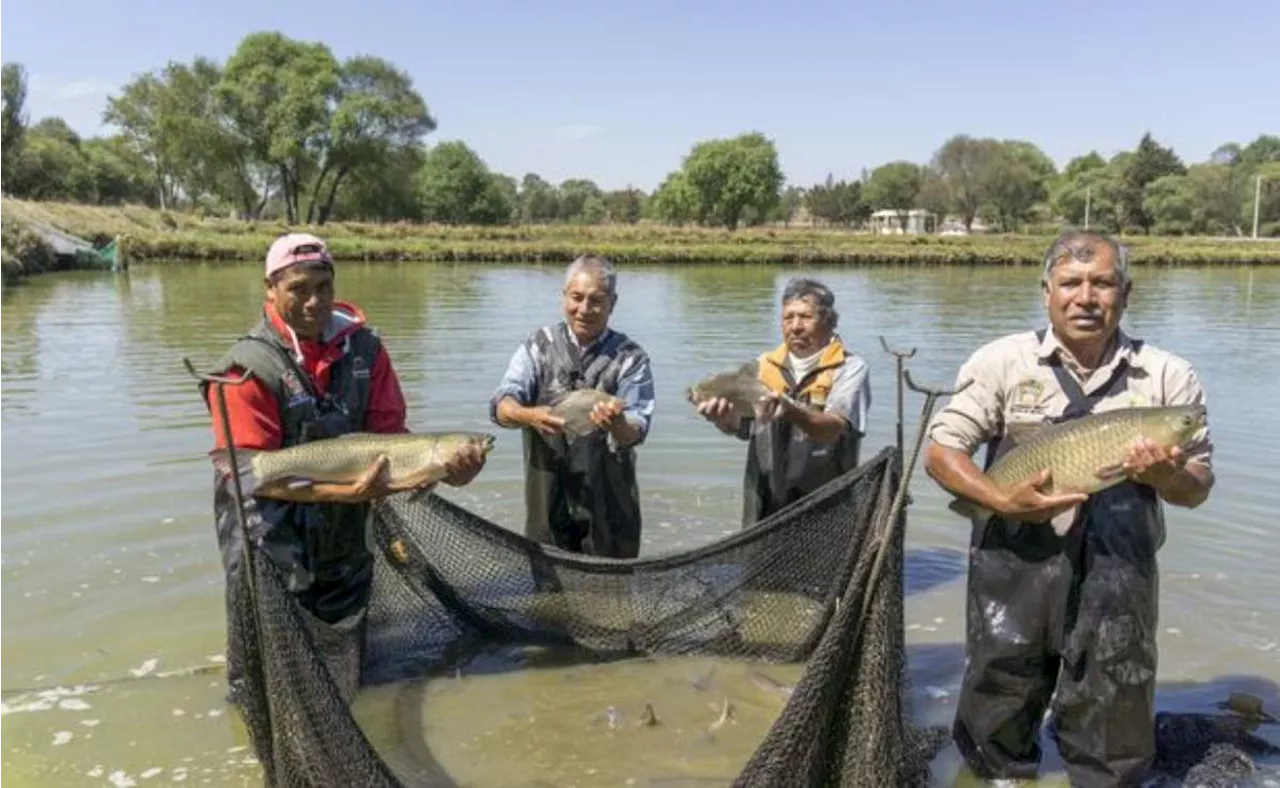 Sader apoya con más de mil 200 mdp a pescadores en tiempo de veda; este 12 de febrero inicia el pago de Bienpesca