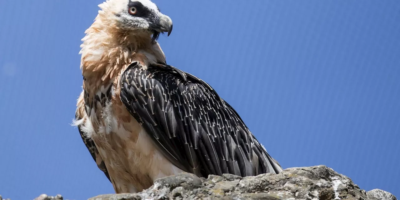 Tiere in den Alpen: Windräder können Gefahr für Bartgeier in den Alpen sein