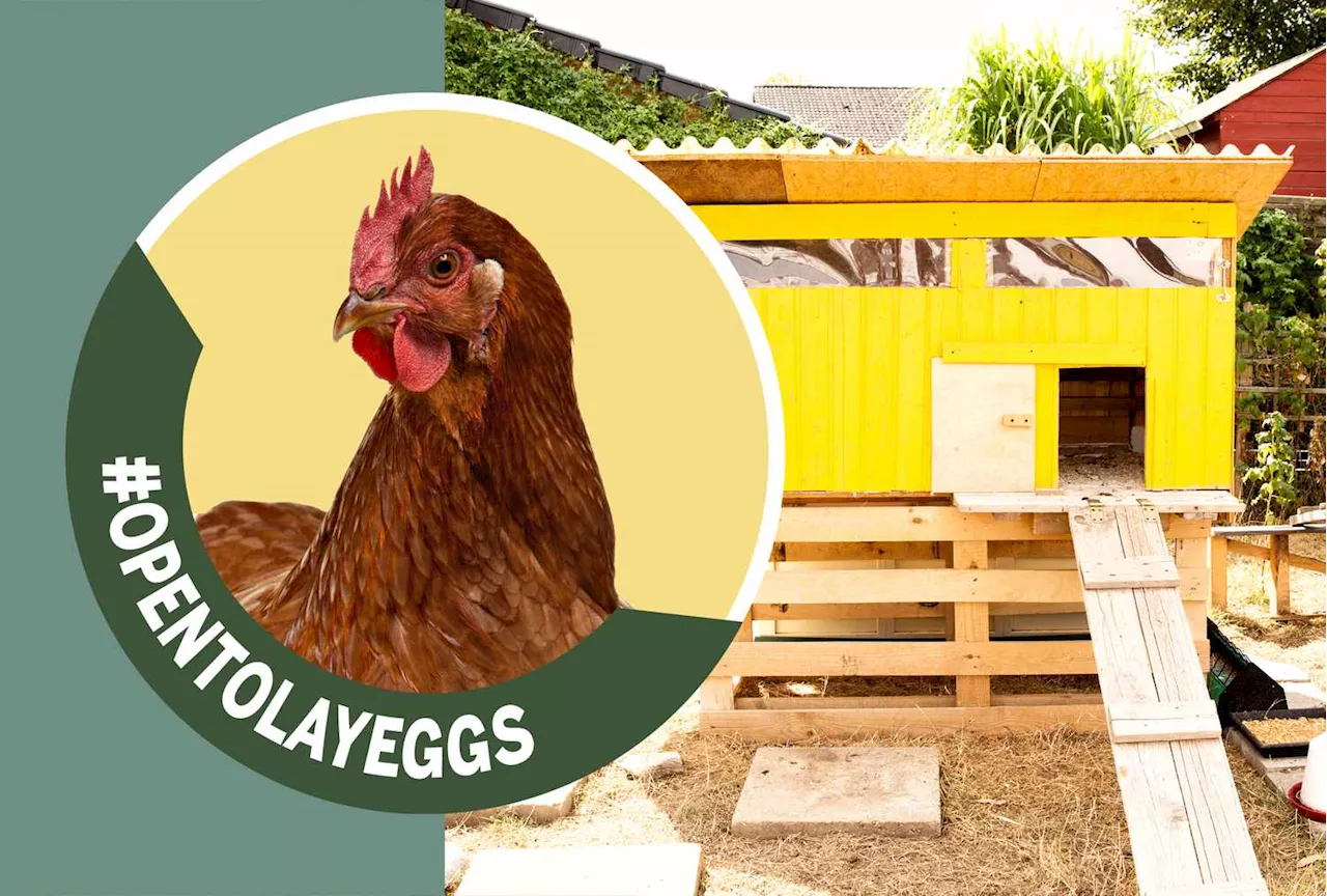 Renting Chickens: A Solution to Soaring Egg Prices