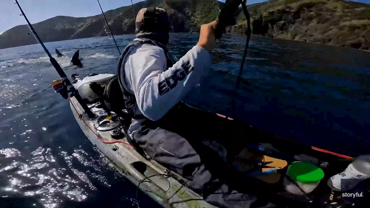 Kayaker Fleeing from Great White Shark Off New Zealand Coast