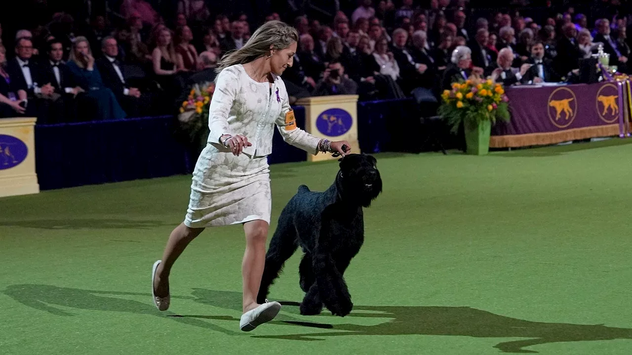 Monty the Giant Schnauzer Becomes Best in Show at Westminster Dog Show