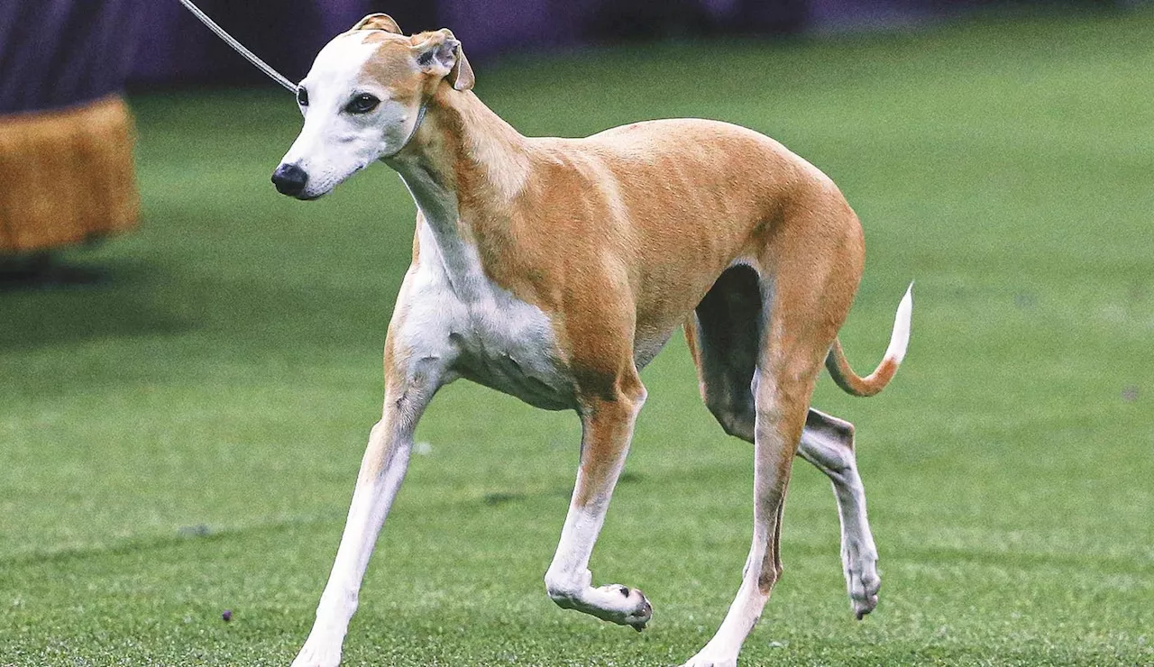 Westminster Kennel Club Dog Show: First Day of Judging Underway