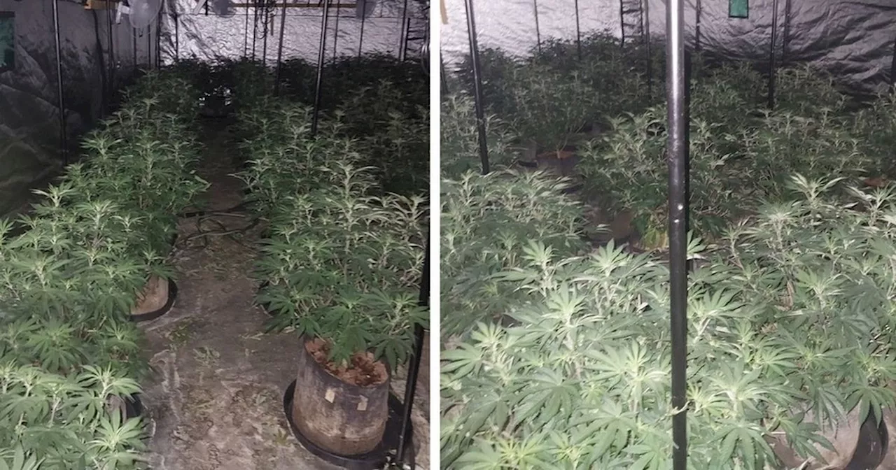 Cannabis farm containing 200 plants discovered in Greenock