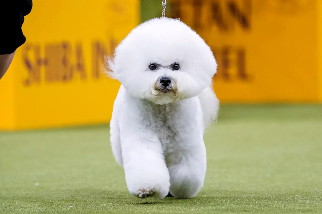 Westminster Kennel Club dog show gears up to crown a champion