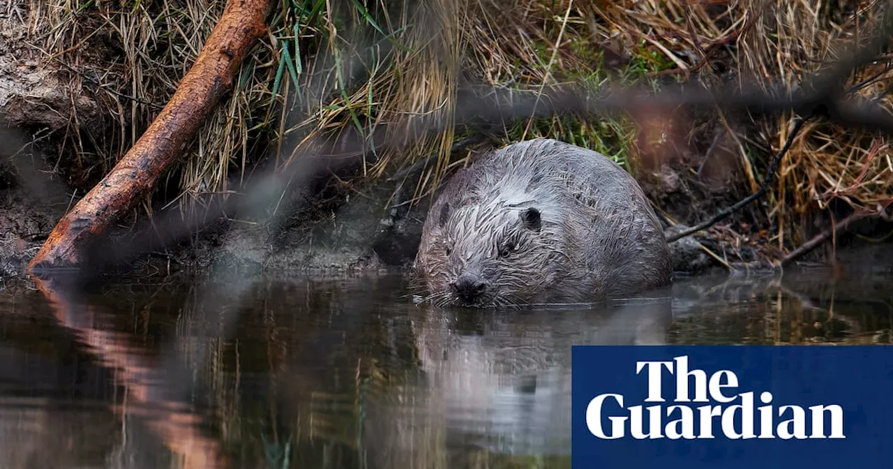 Eager beavers: rodents engineer Czech wetland project after years of human delay