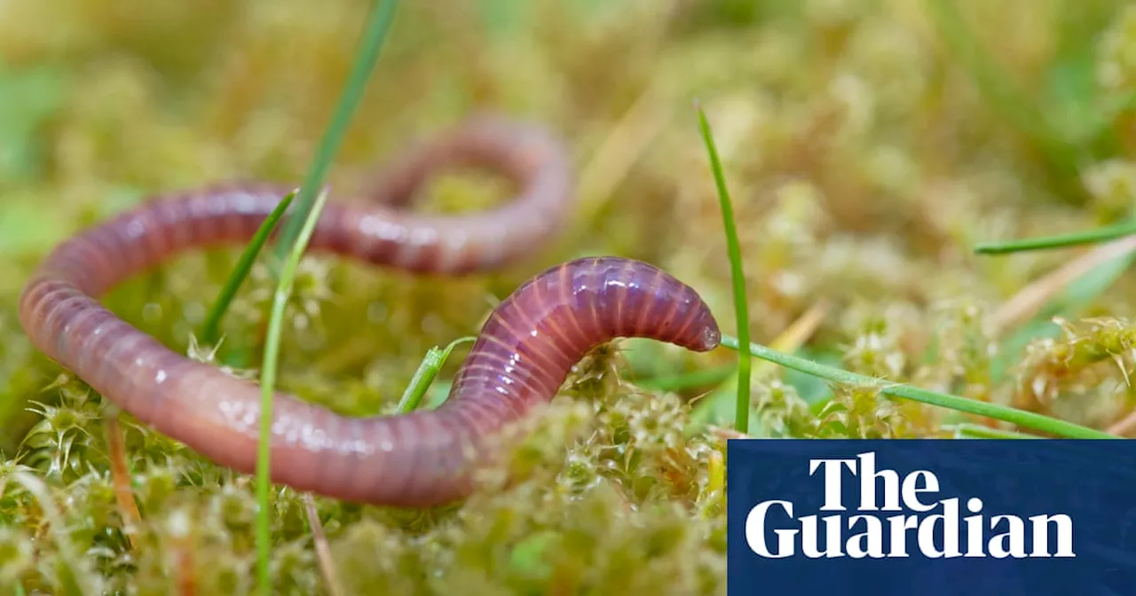 Readers Choose Their Favourite Invertebrate for the Year