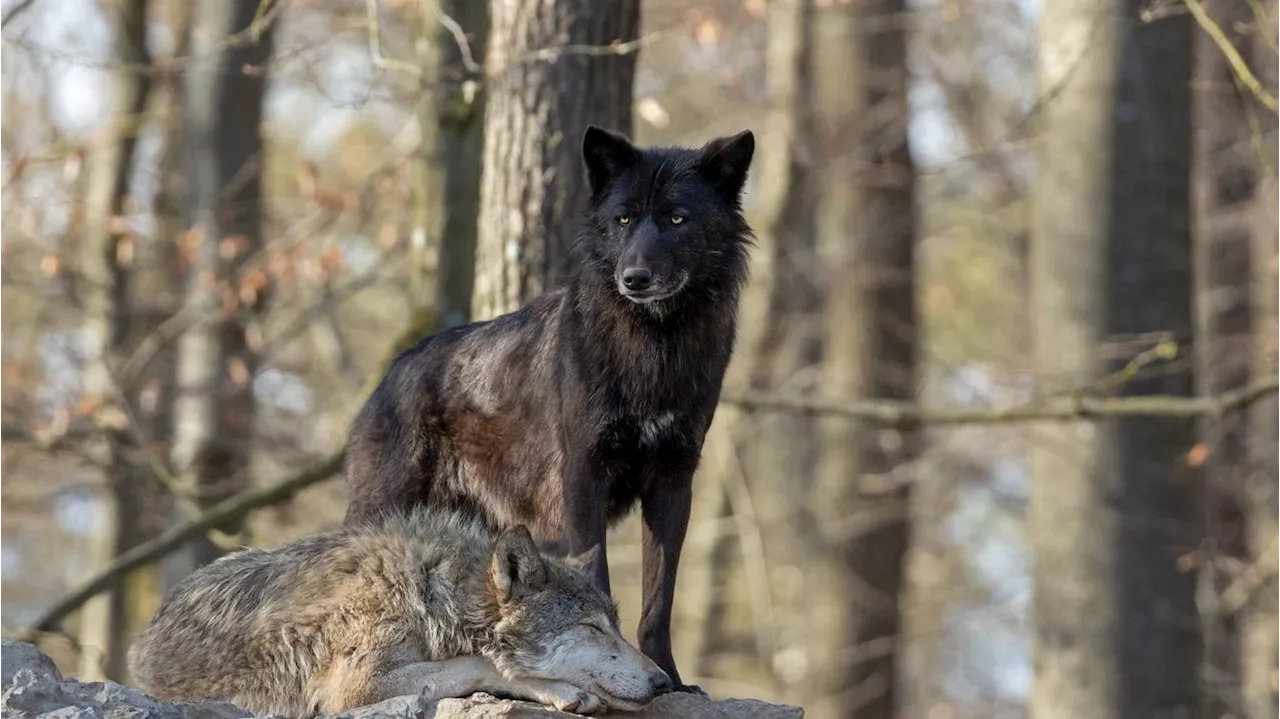 Sichtbares Wunder: Schwarze Wölfe in Polen entdeckt