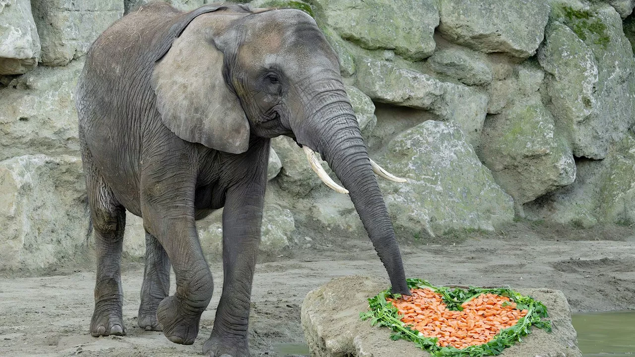 Tierischer Valentinstag - Jetzt wissen wir, wann das Elefantenbaby kommt