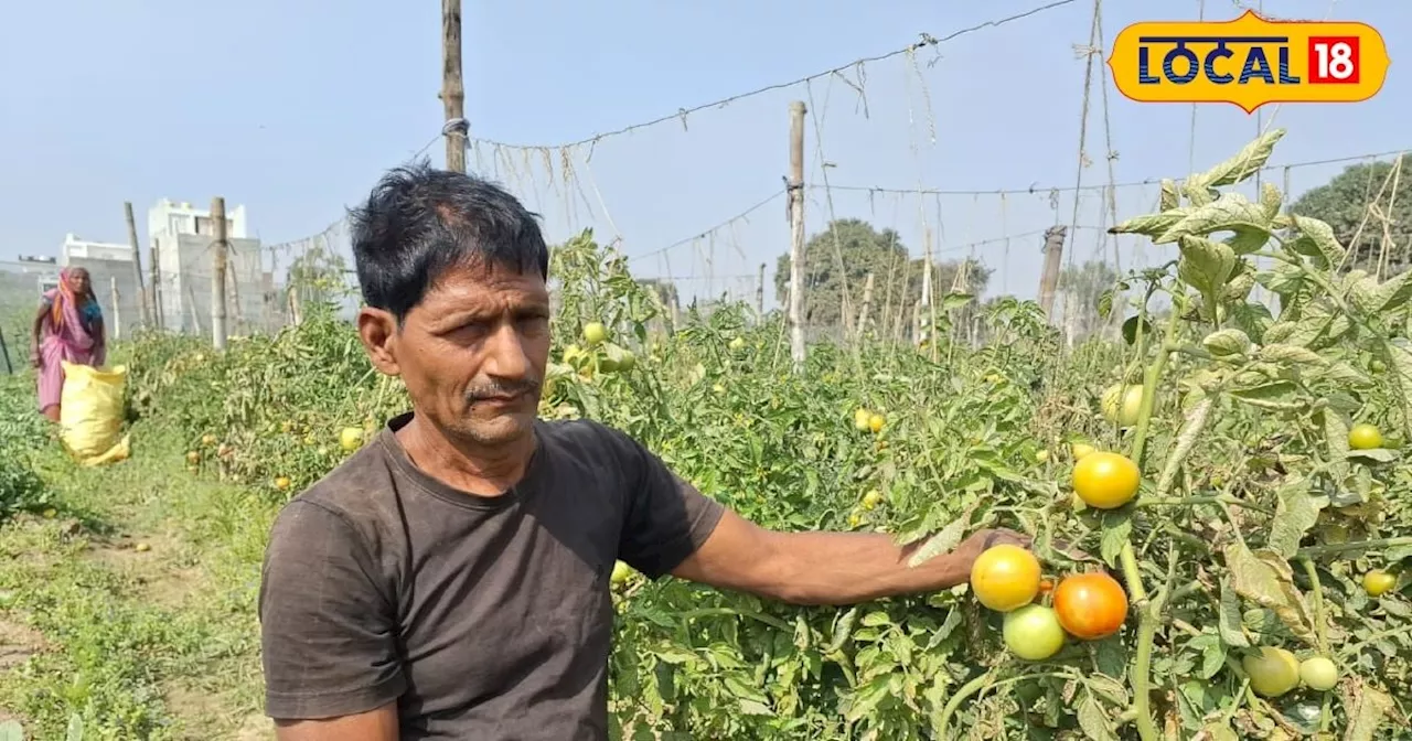 न ज्यादा लागत...न मेहनत, टमाटर की 585 किस्म की करें खेती, यूपी का किसान उगा रहा फसल, लाखों में हो रही कमाई