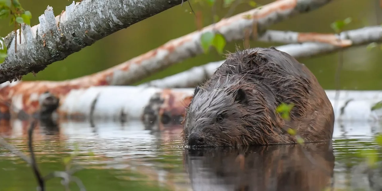 I Castori Costruiscono una Diga e Risparmiano Milioni all'Agenzia Ceca dell'Ambiente