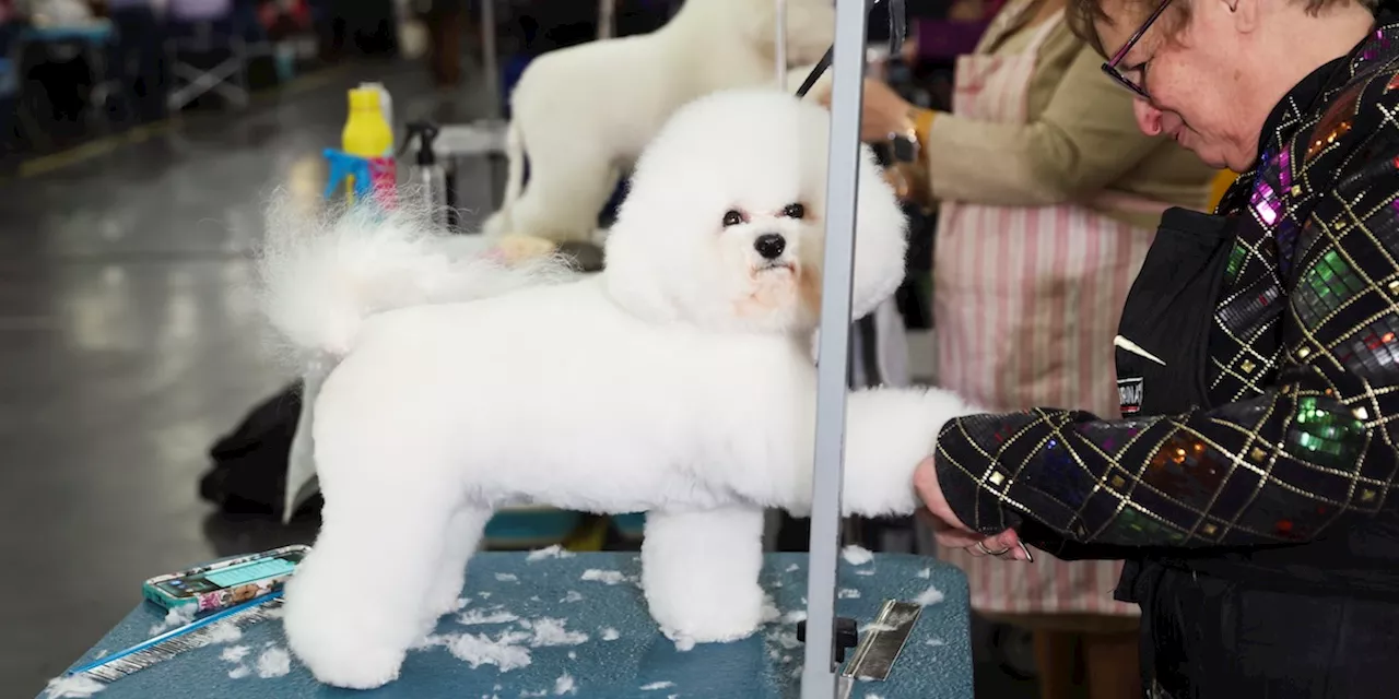 Monty lo Schnauzer Gigante Vincitore del Westminster Kennel Club Dog Show