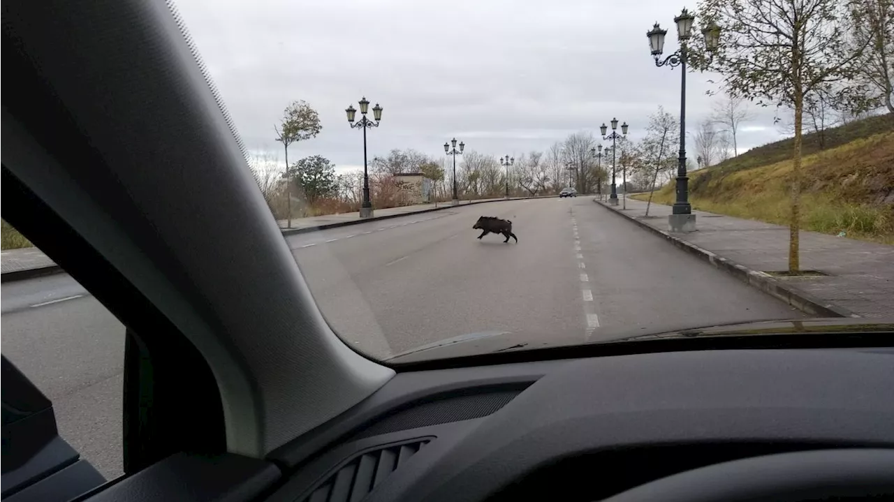 La DGT utilizará nuevas tecnologías para controlar los jabalís en las carreteras