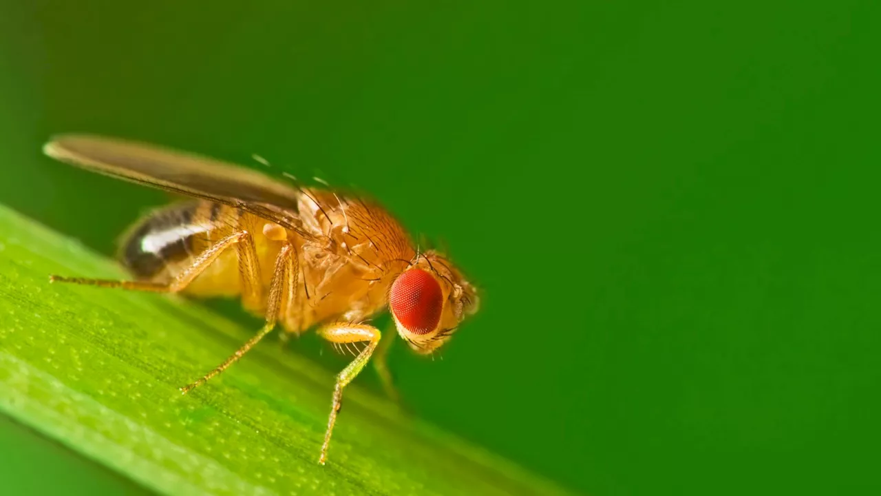 Genetically Modified Animals Offer Hope for Cleaning Up Mercury Pollution