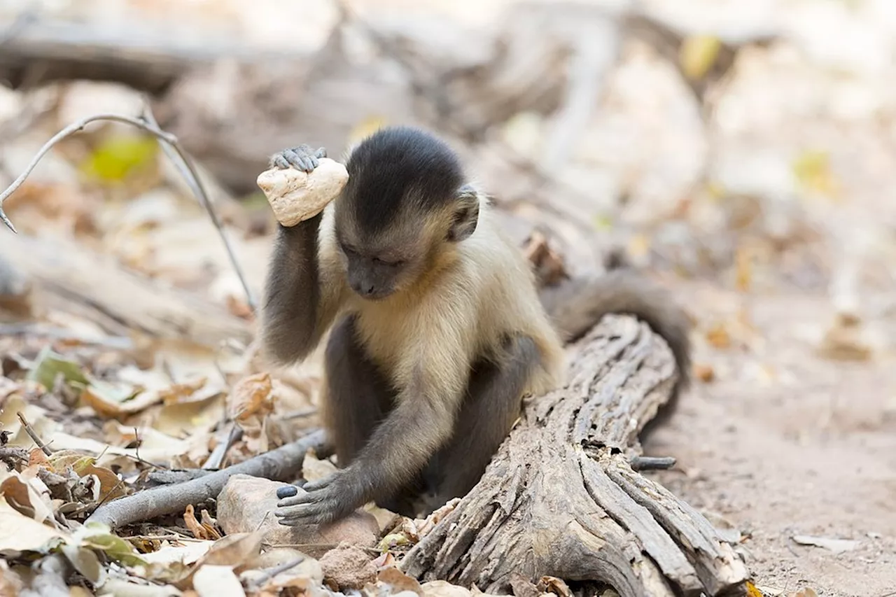 Macacos de Minas Gerais atingem estágio de evolução da pedra lascada