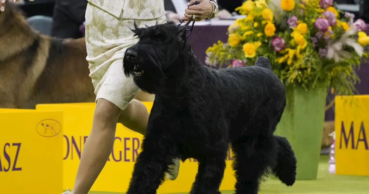 A giant schnauzer named Monty has won the top prize at the Westminster Kennel Club