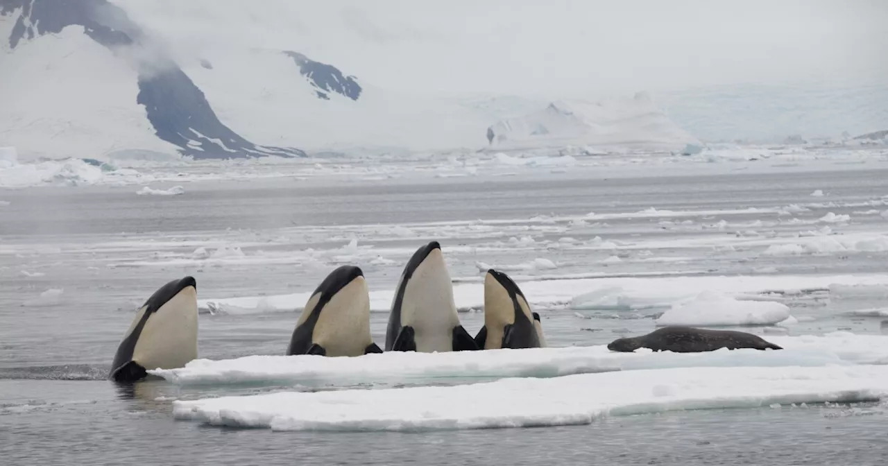 NATURE: Expedition Killer Whale