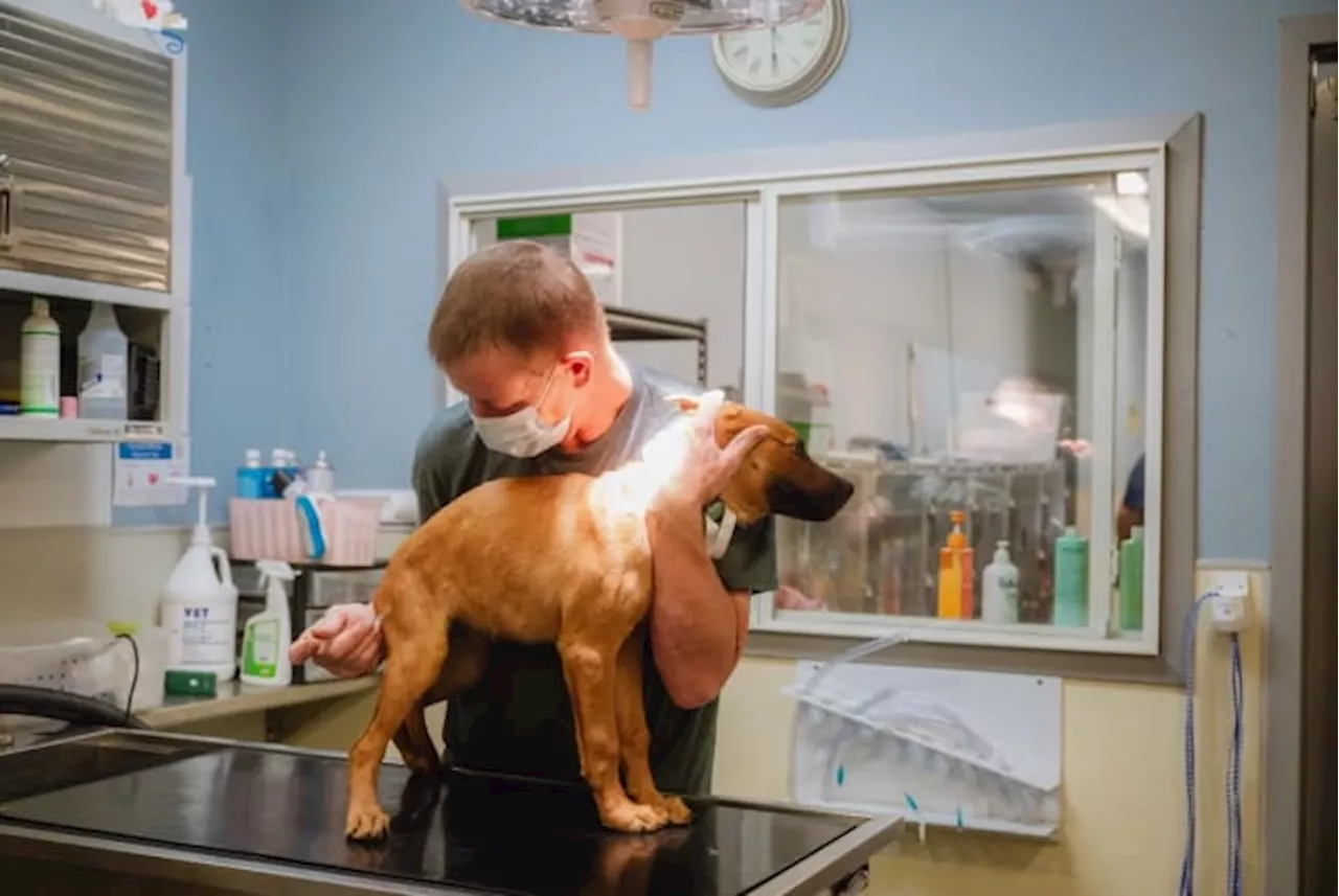 Houston’s stray crisis: How spay/neuter can make a difference