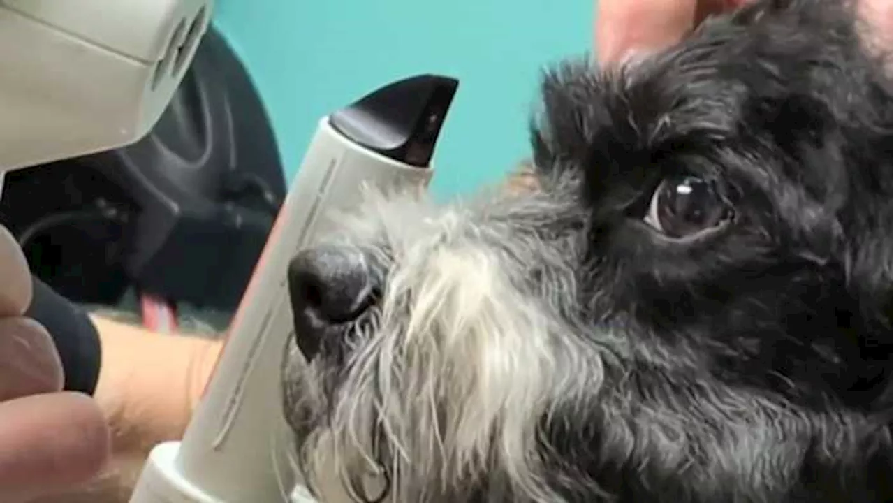 Veterinary Ophthalmologist Helps Animals See Clearly