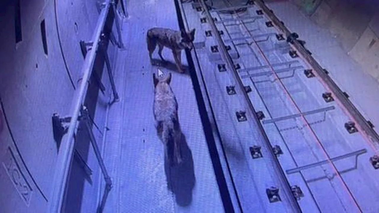 Coyotes Take Unlikely Commute in San Francisco Muni Tunnel