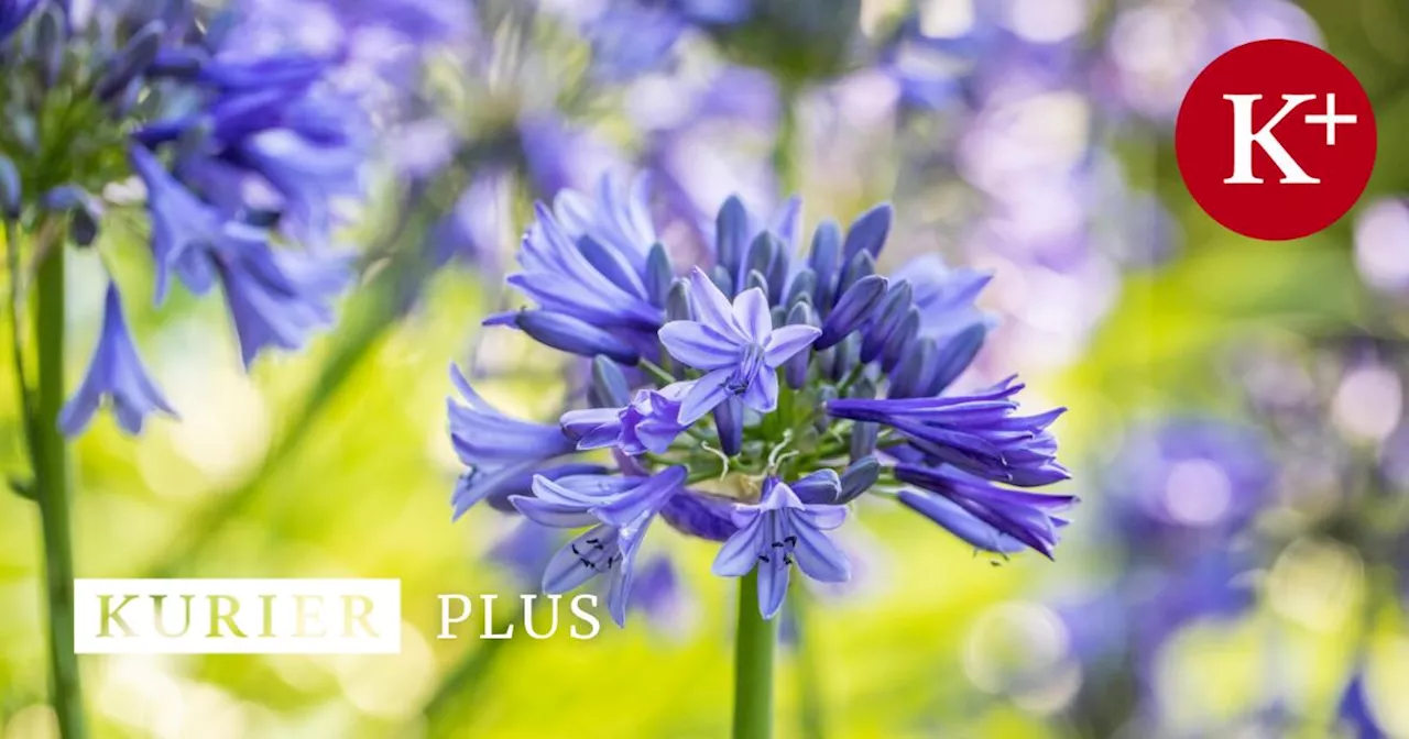 Agapanthus blüht nicht: Ursachen und Tipps zur Wiederherstellung der Blütenpracht