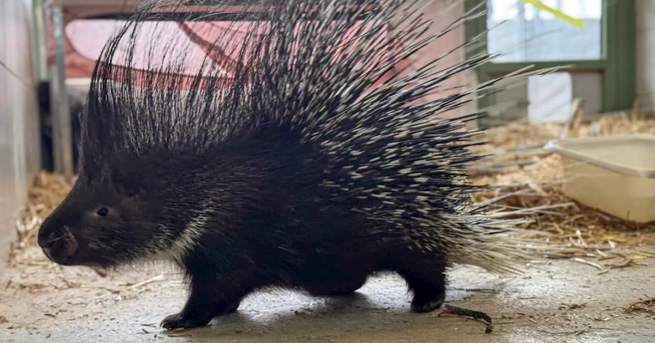 Zwei Igel aus Tierheim finden neues Zuhause bei Tierschutz Austria