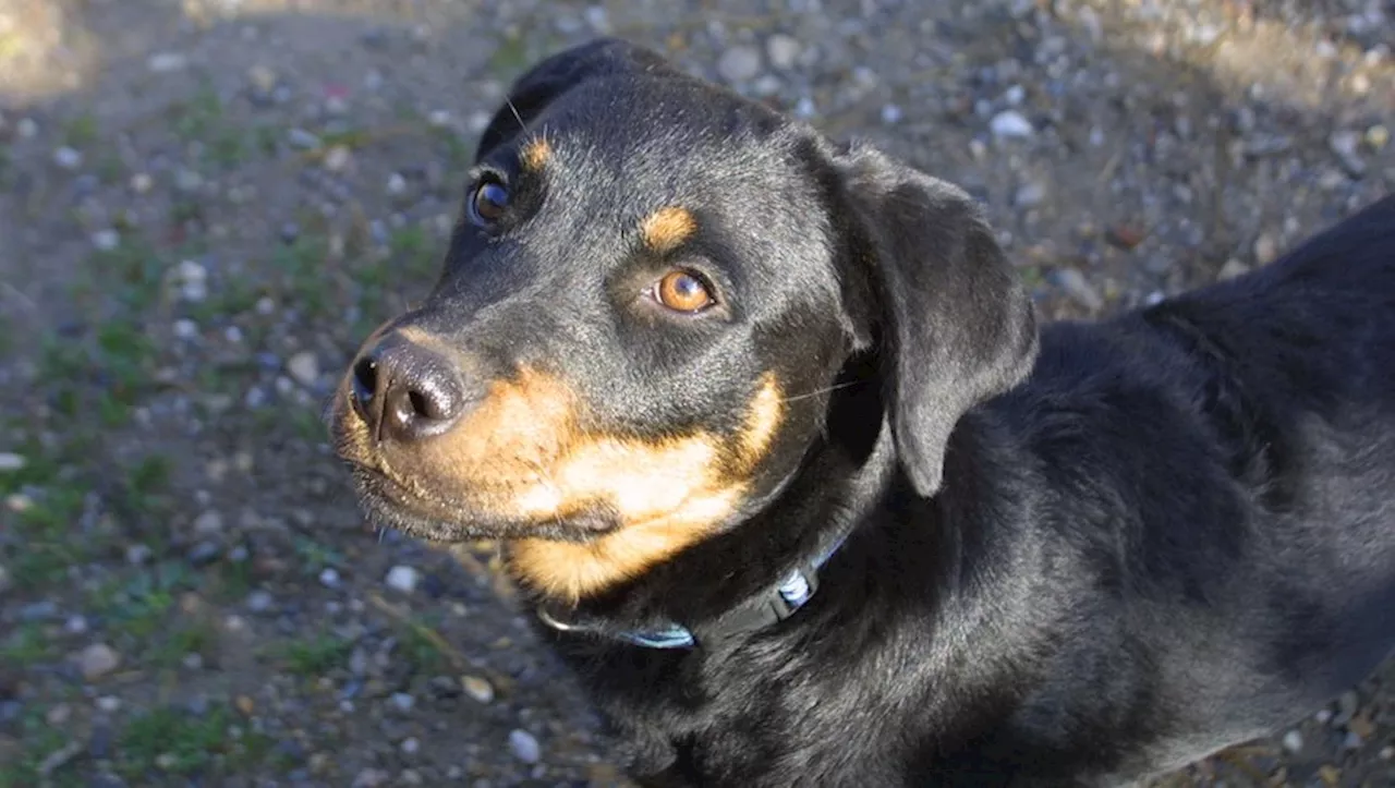 Attaque de chiens d'attaque sur les berges du Canal du Midi