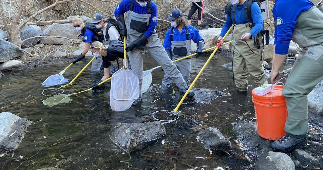 Endangered Fish Successfully Relocated After Wildfire Threat