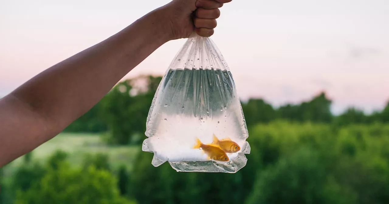 L'abandon d'un poisson rouge dans la nature : une menace pour la biodiversité