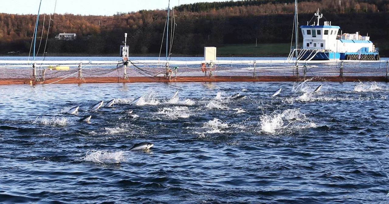 Évasion de 27 000 Saumons d'Élevage en Norvège : Menace pour les Stocks Sauvages