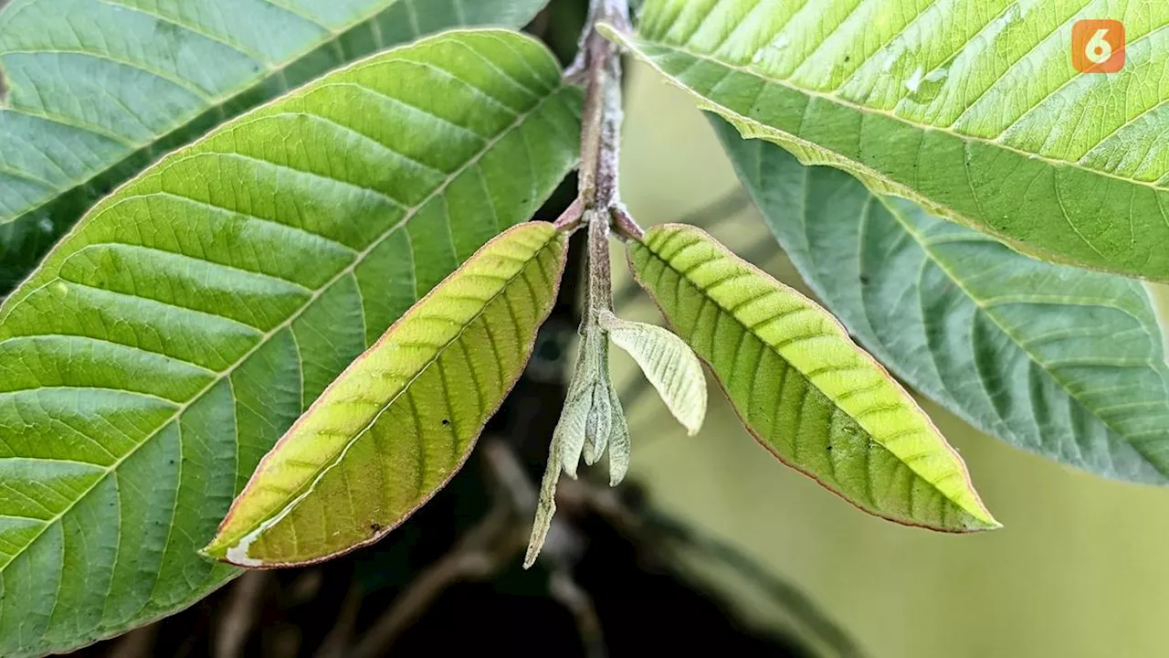 Top 3: Cara Merebus Daun Jambu Biji untuk Penurun Kolesterol