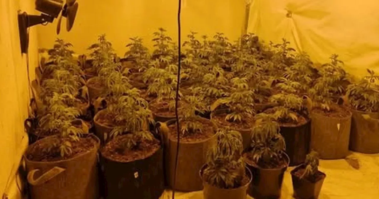 Cannabis Farm Busted in Blackburn Thanks to Community Tip and Lack of Snow