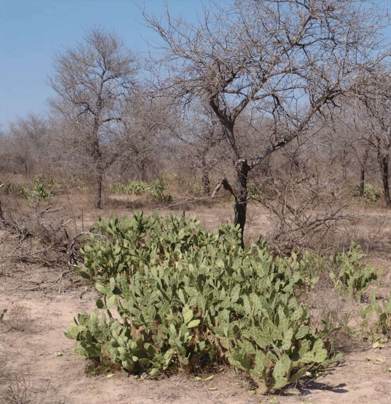 Invasive Plants Pose Growing Threat to Kruger National Park