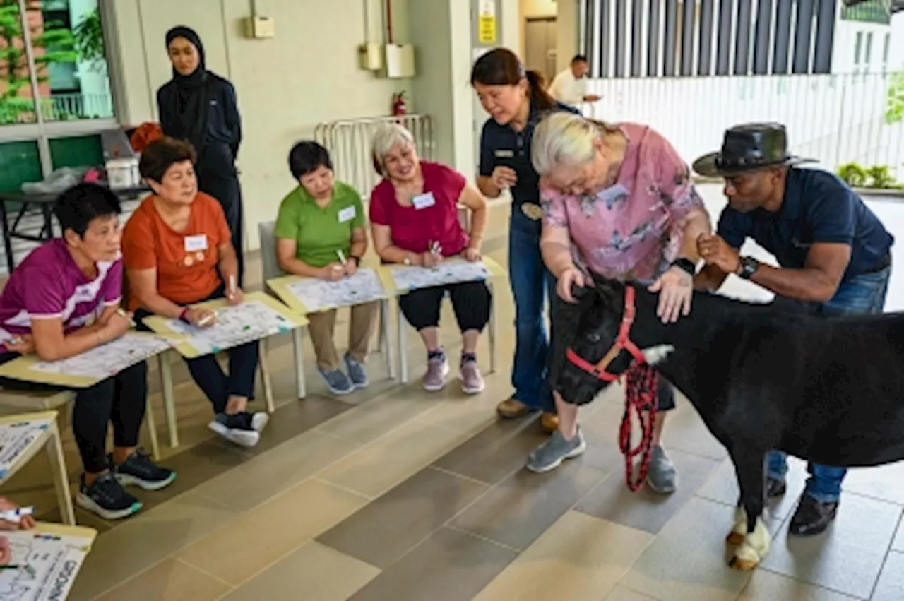 ‘Haydays with Horses’: Amid rapidly ageing population, Singapore taps equine therapy for senior care