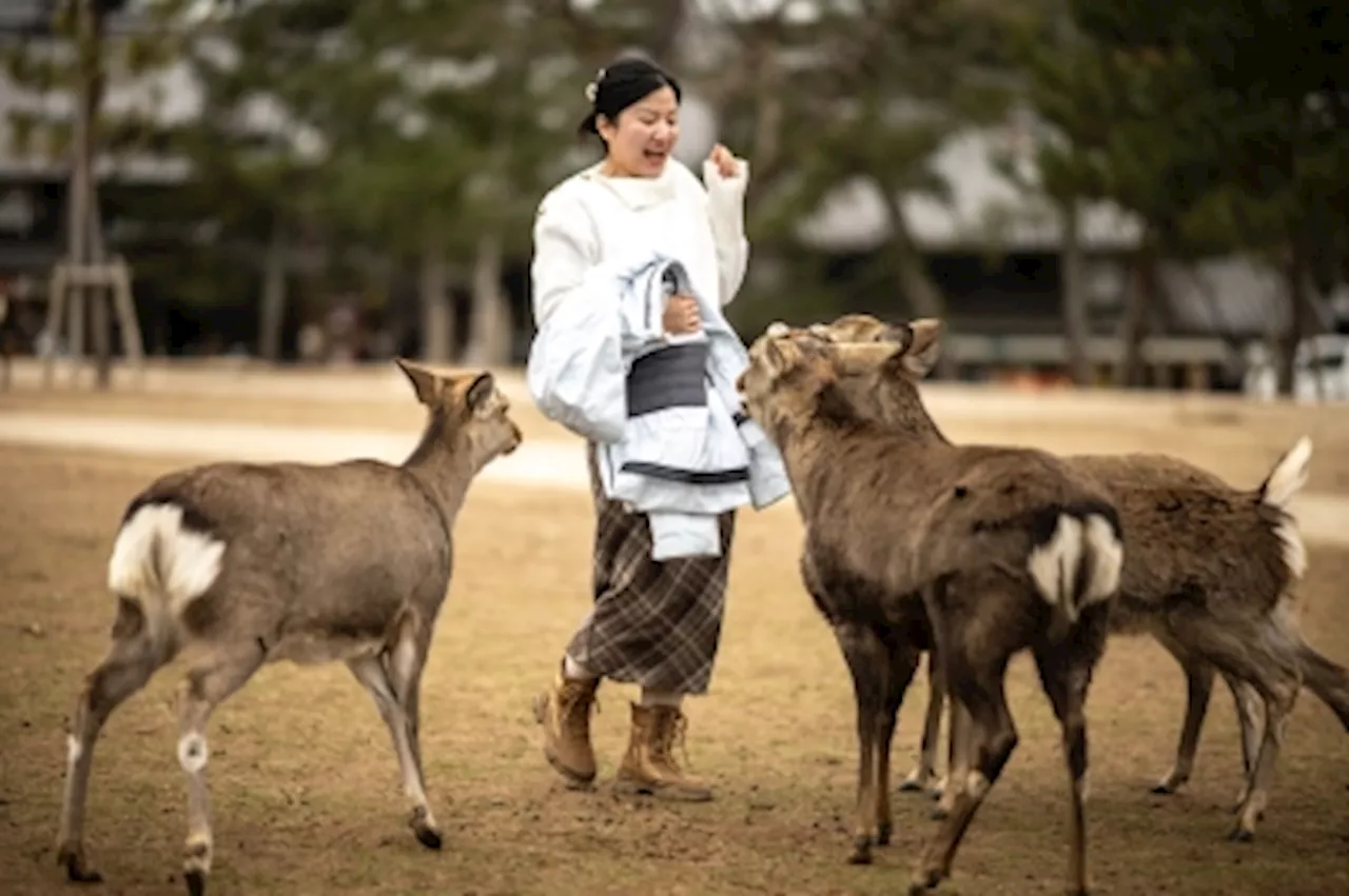 Nara Park's 'Beautiful Deer' Team Battles Plastic Pollution Threatening Wildlife