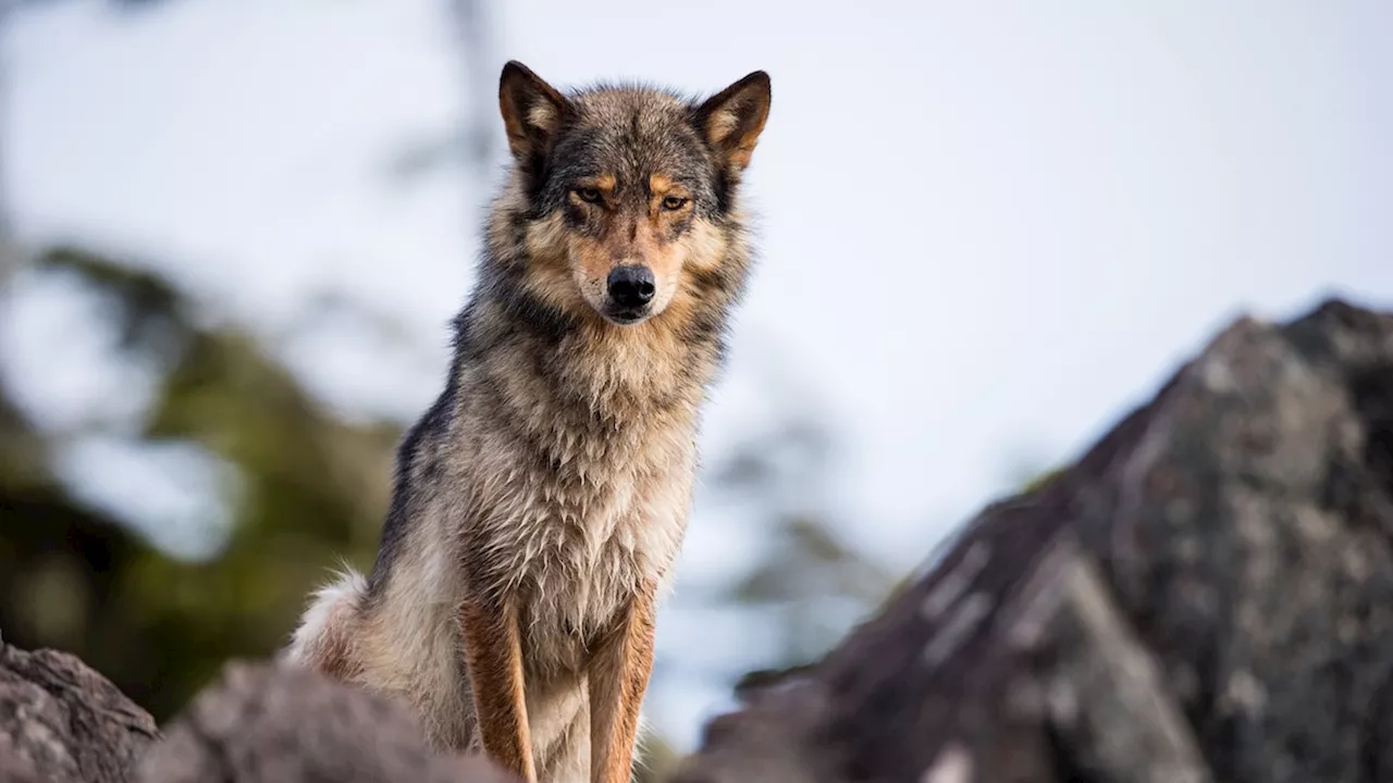 Did Wolves Choose to Become Dogs? New Study Suggests Self-Domestication in Just 8,000 Years