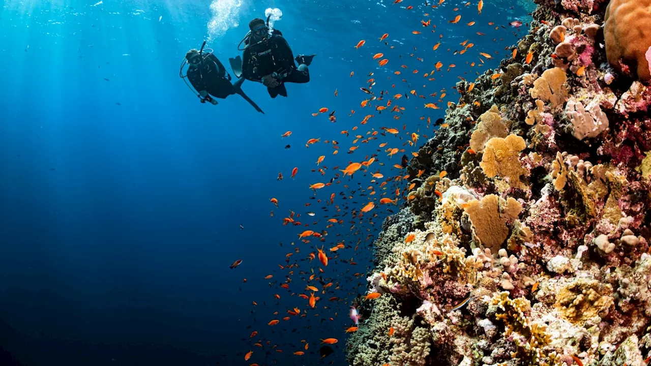 Dive Into Seven Unforgettable Underwater Worlds