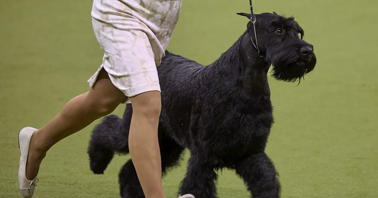 Giant Schnauzer Monty Wins Top Prize at Westminster Dog Show