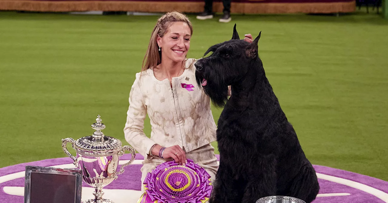 Giant Schnauzer Monty Wins Top Prize at Westminster Dog Show