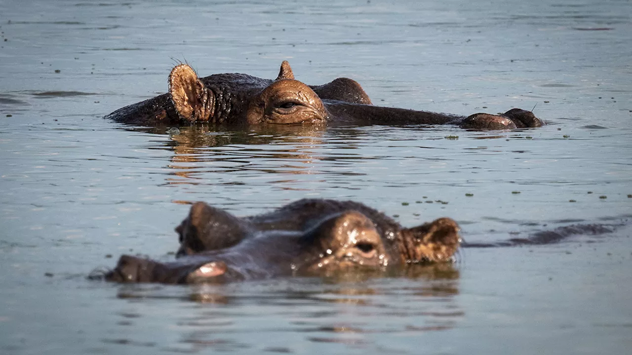 Safari Company Sued After Woman Killed by Hippopotamus