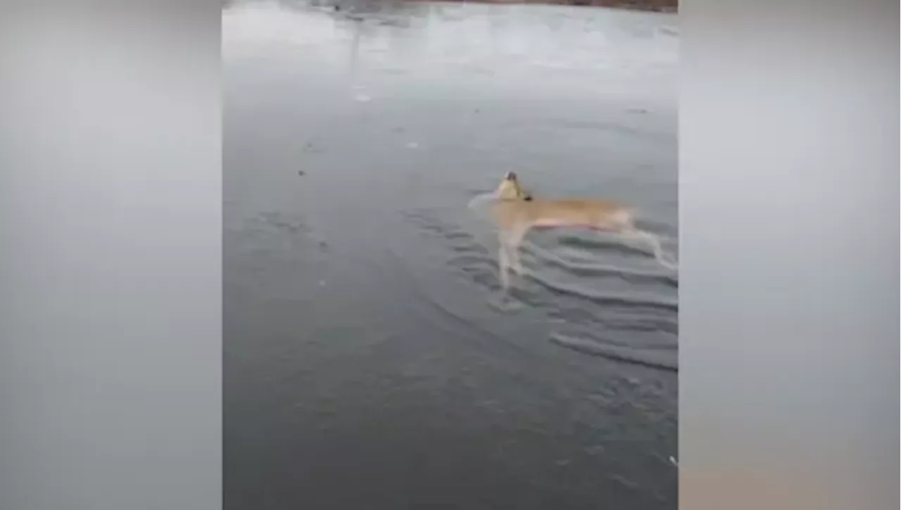 Animal Rescuers Save Deer from Frigid River