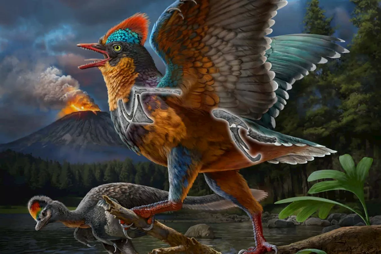 150 Million-Year-Old Fossil May Be World's Earliest Bird