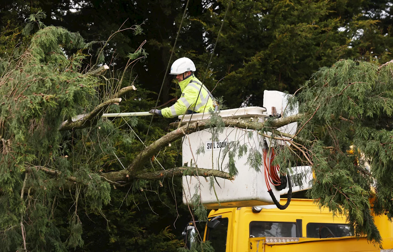 Cutting Down Trees Near Power Lines to Prepare for Storms 'Makes Zero Sense'