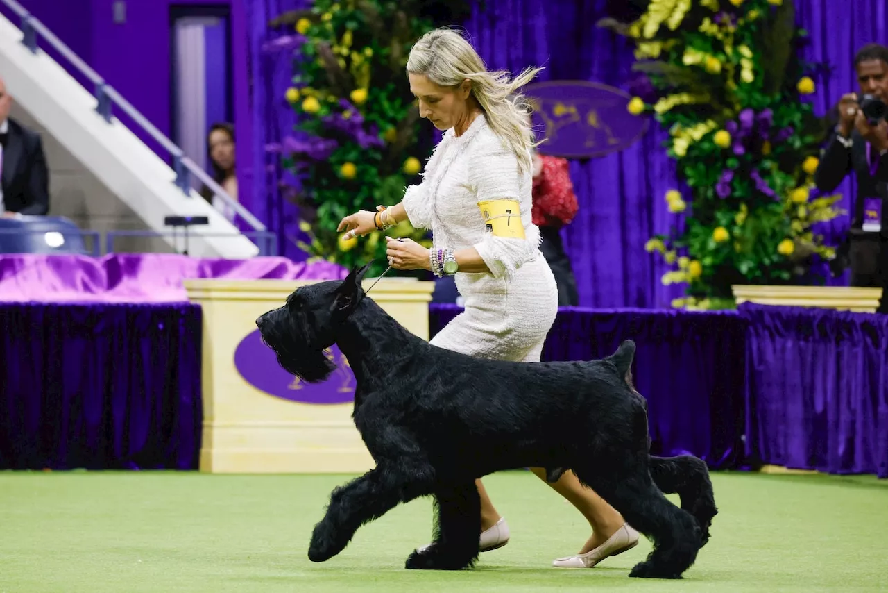 Giant Schnauzer Makes History at Westminster Dog Show