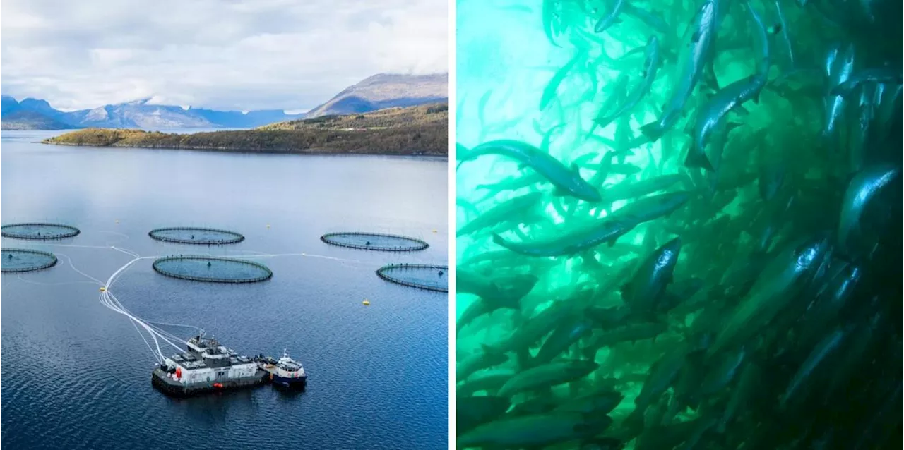 27.000 Zuchtlachs aus norwegischer Anlage auf der Flucht