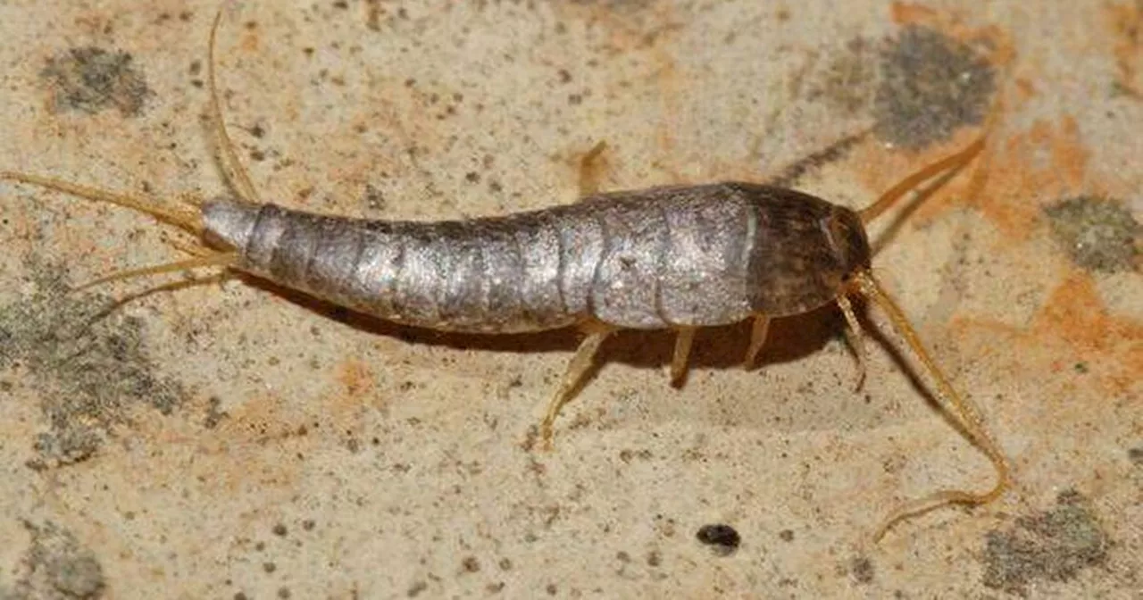 Silverfish In Your Home: A Warning Sign of Damp